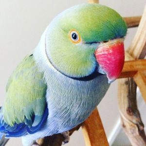 Meet your Posher, Prego dalliance